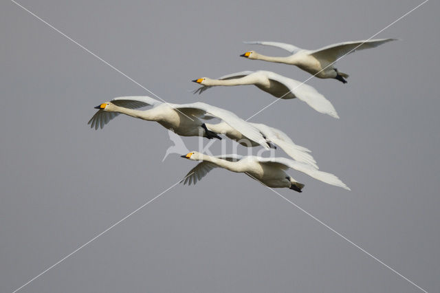 Whooper Swan (Cygnus cygnus)