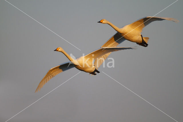 Wilde Zwaan (Cygnus cygnus)