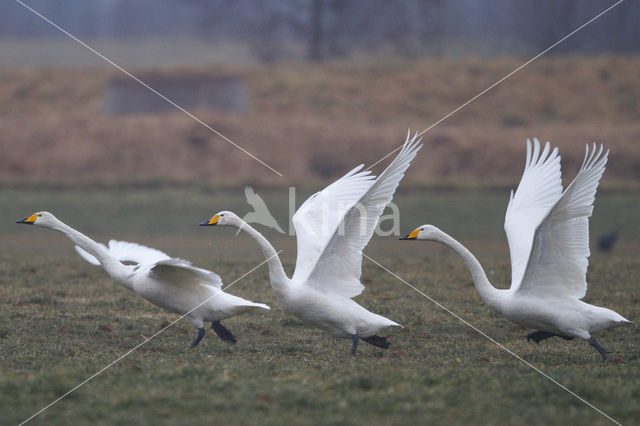 Whooper Swan (Cygnus cygnus)