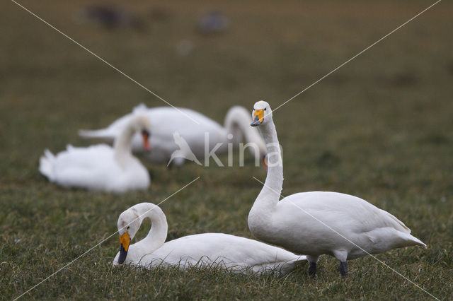 Whooper Swan (Cygnus cygnus)