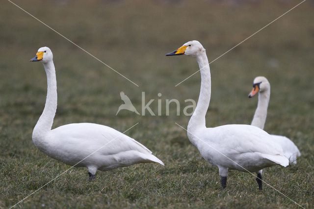 Whooper Swan (Cygnus cygnus)