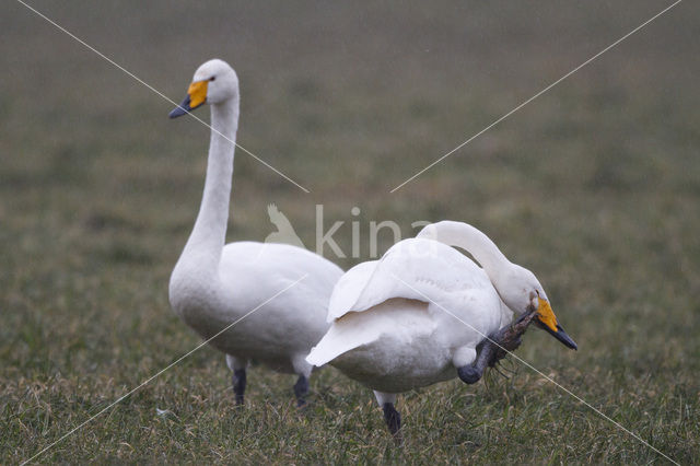 Whooper Swan (Cygnus cygnus)