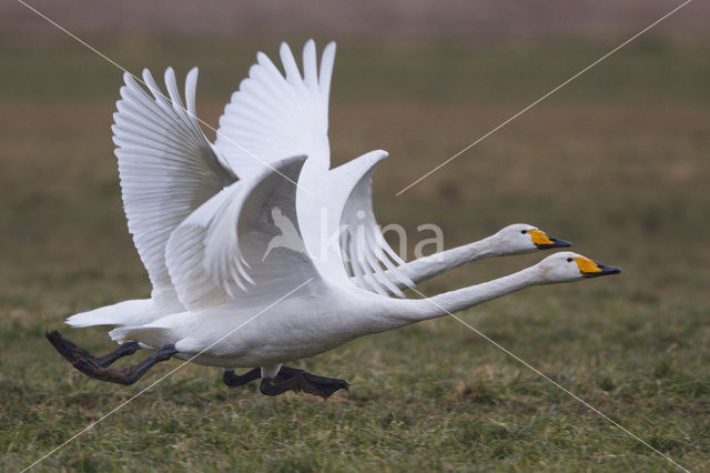 Wilde Zwaan (Cygnus cygnus)