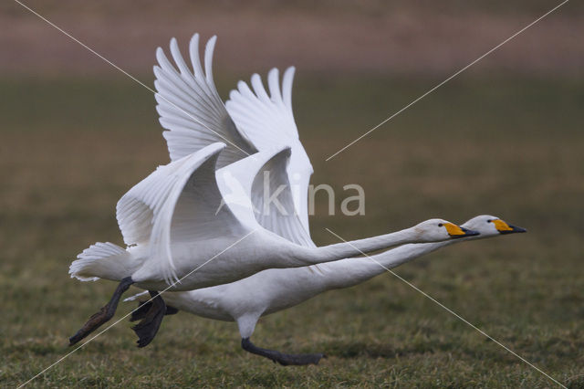 Wilde Zwaan (Cygnus cygnus)