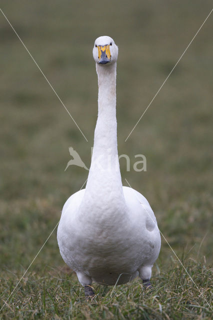 Wilde Zwaan (Cygnus cygnus)