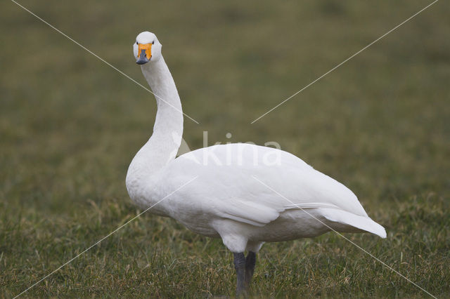 Whooper Swan (Cygnus cygnus)