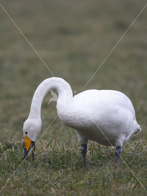 Whooper Swan (Cygnus cygnus)