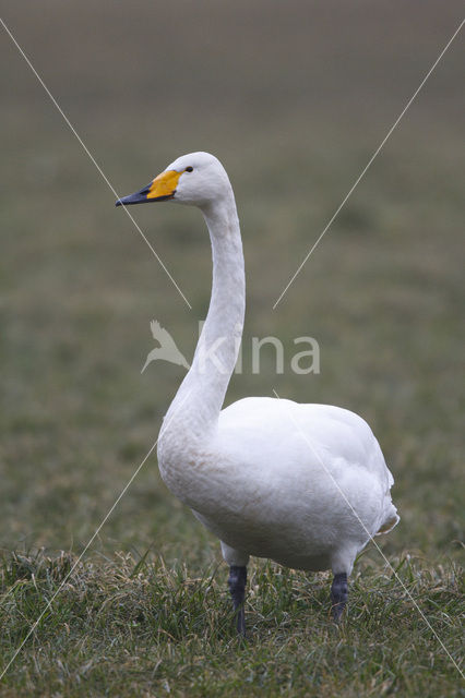 Whooper Swan (Cygnus cygnus)