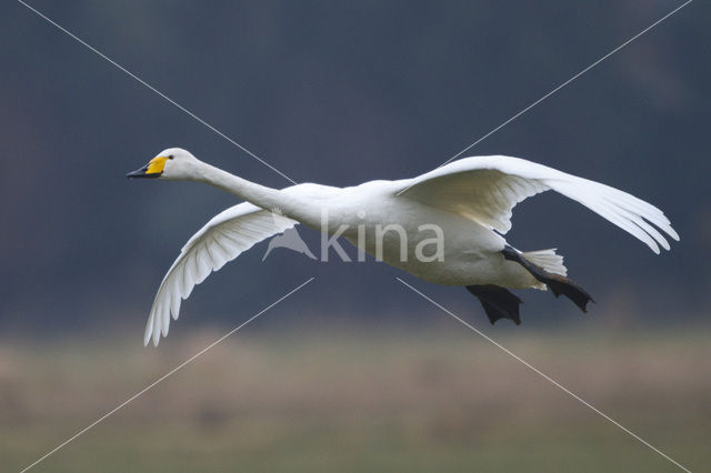 Whooper Swan (Cygnus cygnus)