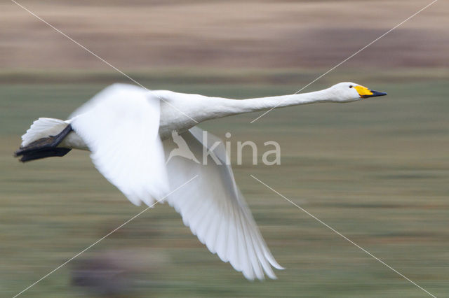 Whooper Swan (Cygnus cygnus)