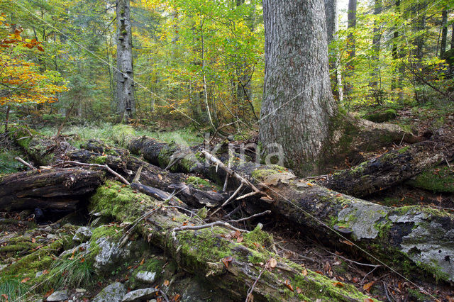 Wildnisgebiet Dürrenstein