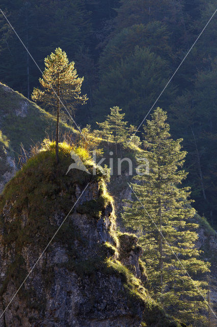 Wildnisgebiet Dürrenstein