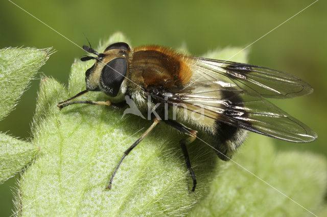 Withaarmelkzwever (Leucozona lucorum)