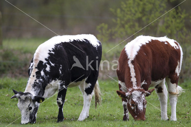 Cow (Bos domesticus)