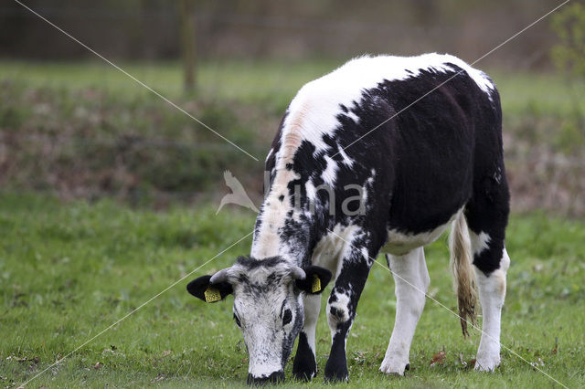 Witrik Koe (Bos domesticus)