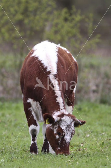 Witrik Koe (Bos domesticus)