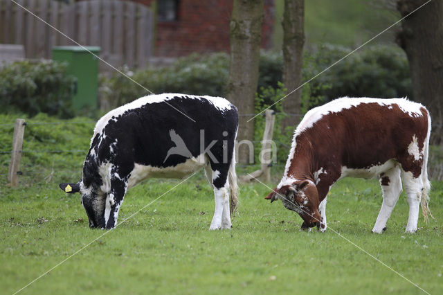 Cow (Bos domesticus)