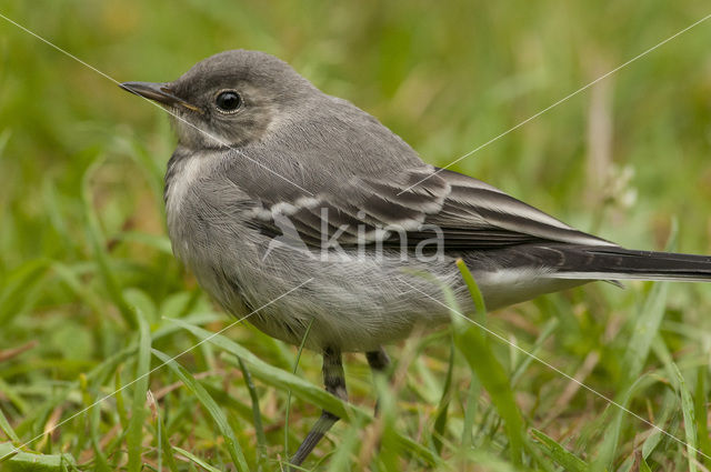 Witte Kwikstaart (Motacilla alba)