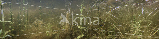 Gipsywort (Lycopus europaeus)