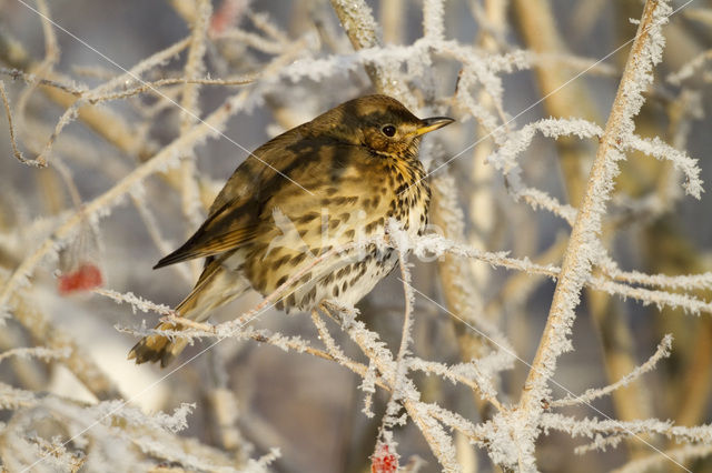 Song Thrush (Turdus philomelos)