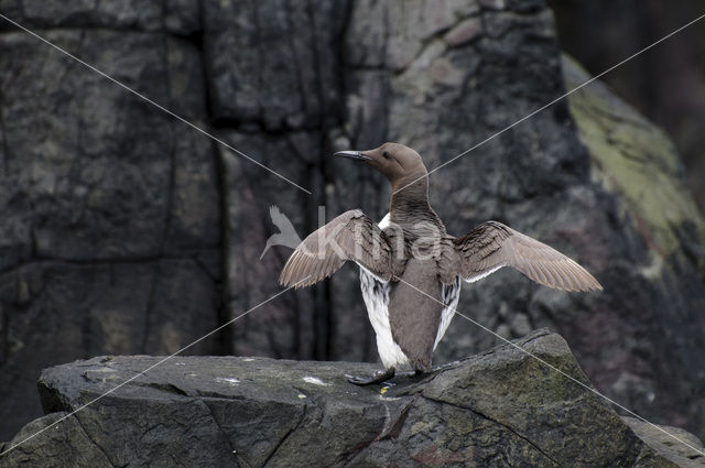 Guillemot