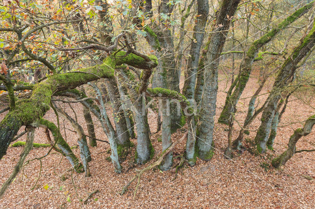 Zomereik (Quercus robur)