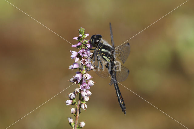 Zwarte heidelibel (Sympetrum danae)