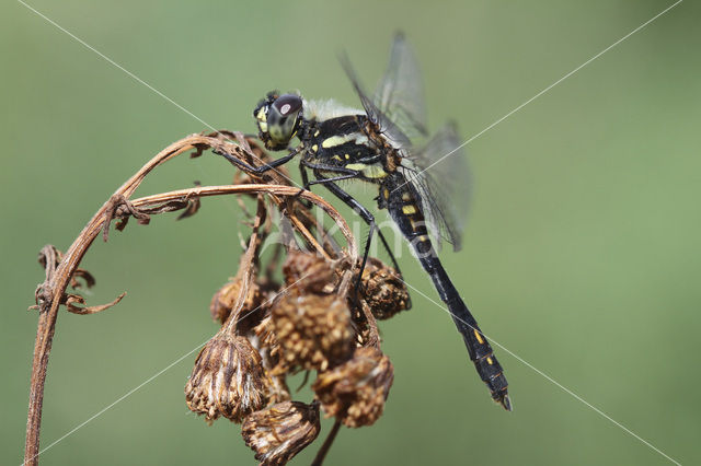 Zwarte heidelibel (Sympetrum danae)