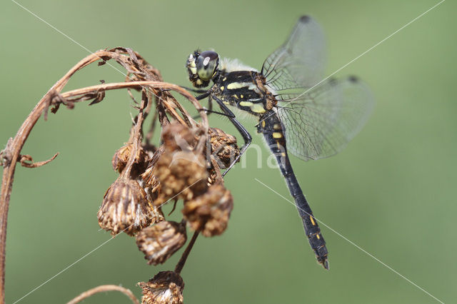 Zwarte heidelibel (Sympetrum danae)