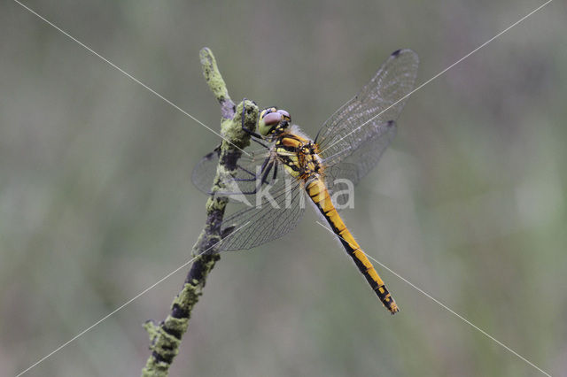 Zwarte heidelibel (Sympetrum danae)