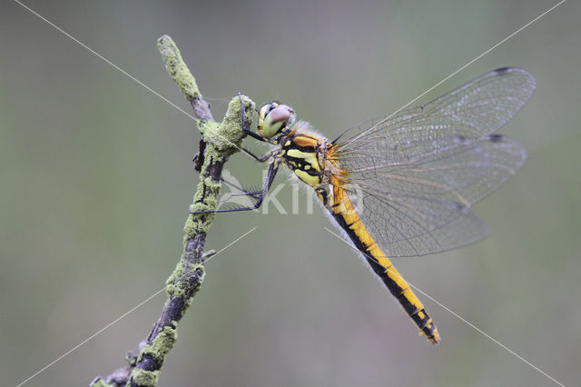 Zwarte heidelibel (Sympetrum danae)