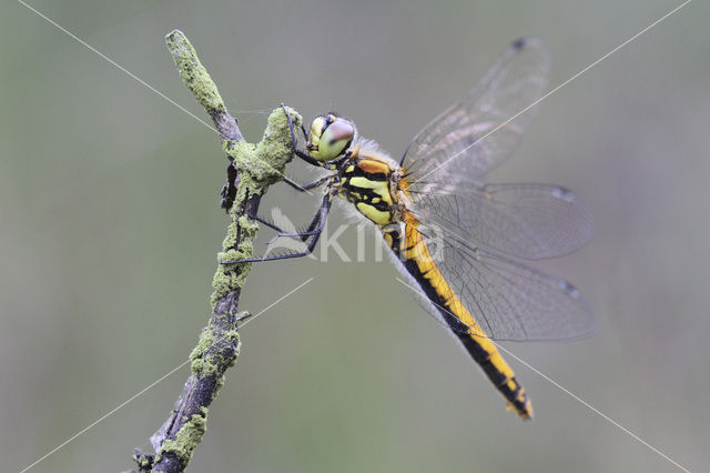 Zwarte heidelibel (Sympetrum danae)