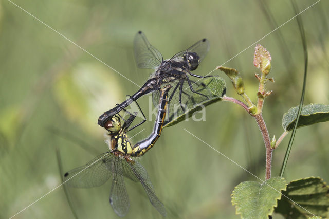 Zwarte heidelibel (Sympetrum danae)