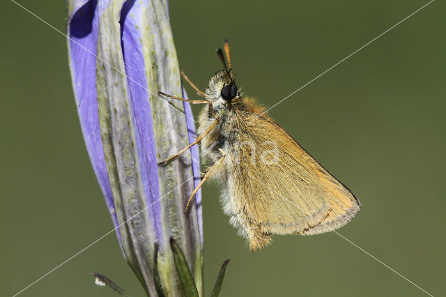 european skipper (Thymelicus lineola)