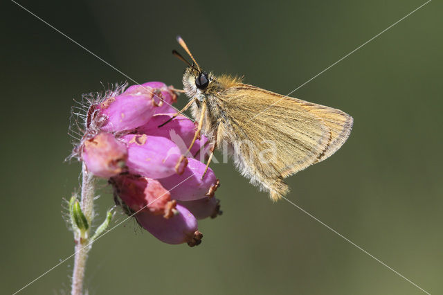 european skipper (Thymelicus lineola)