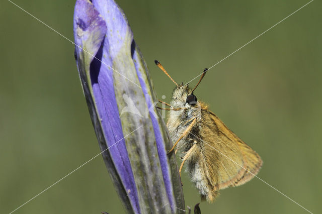 european skipper (Thymelicus lineola)