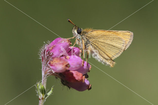 european skipper (Thymelicus lineola)