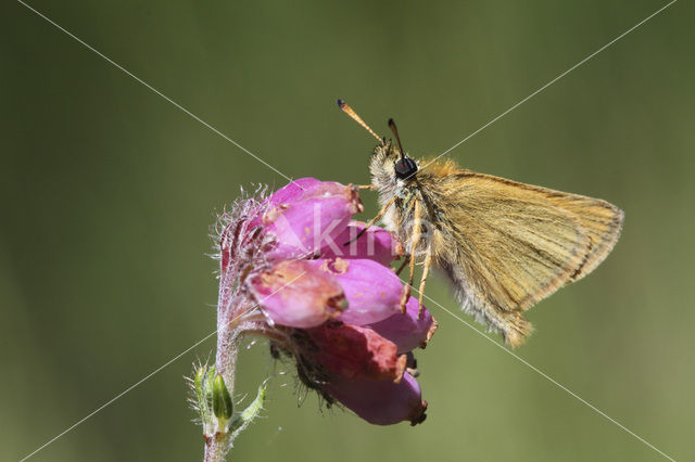 european skipper (Thymelicus lineola)