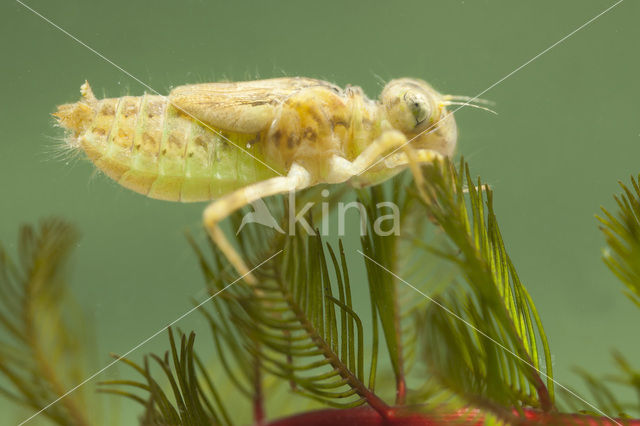 Red-veined Darter (Sympetrum fonscolombii)