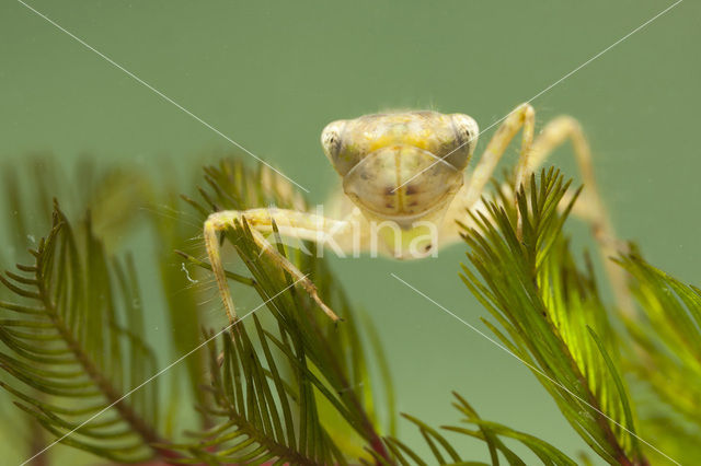 Red-veined Darter (Sympetrum fonscolombii)