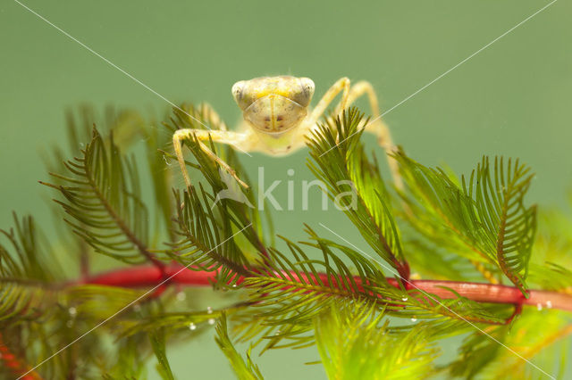 Zwervende heidelibel (Sympetrum fonscolombii)