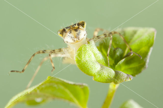 Zwervende heidelibel (Sympetrum fonscolombii)