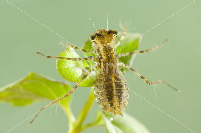 Zwervende heidelibel (Sympetrum fonscolombii)