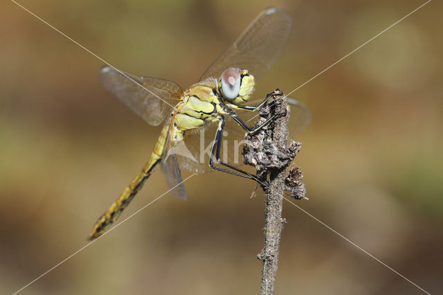 Zwervende heidelibel (Sympetrum fonscolombii)