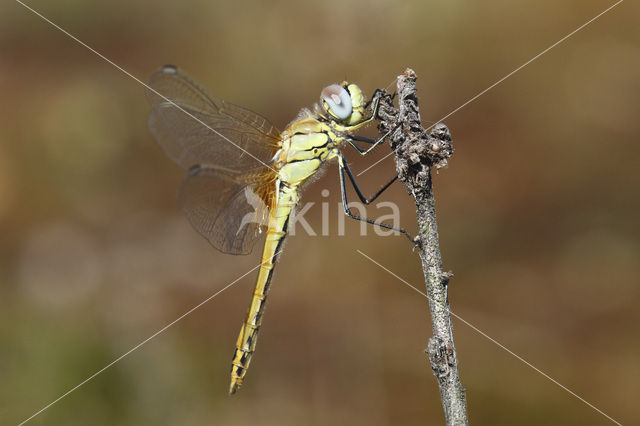 Red-veined Darter (Sympetrum fonscolombii)