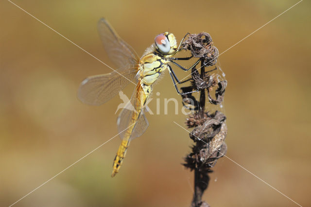 Red-veined Darter (Sympetrum fonscolombii)