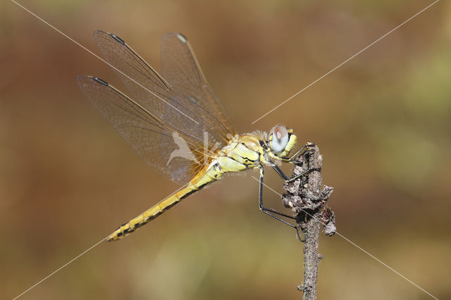 Red-veined Darter (Sympetrum fonscolombii)