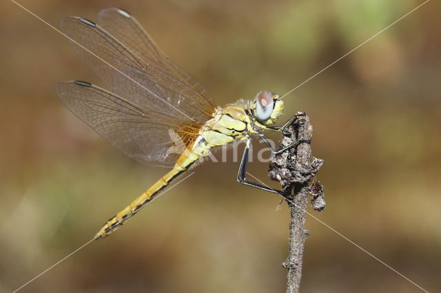 Red-veined Darter (Sympetrum fonscolombii)