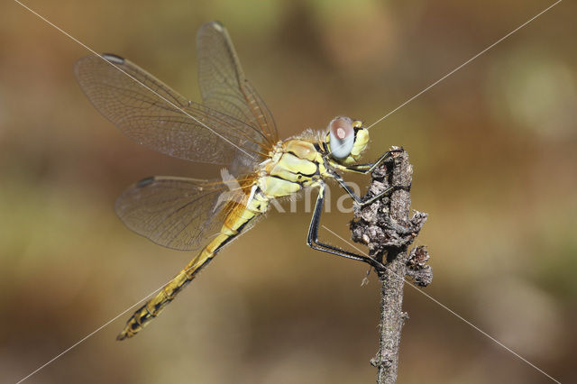 Zwervende heidelibel (Sympetrum fonscolombii)