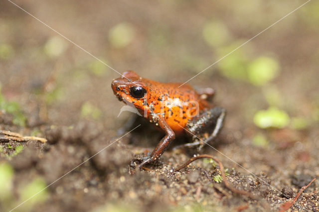 strawberry poison frog (Oophaga pumilio)